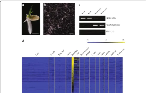 Fig. 1 Identification of genes preferentially expressed in rice root hairs. a Seedling at 3 DAG, prior to sample preparation