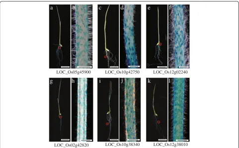 Fig. 2 Validation of genes predominantly expressed in rice root hairs, usingto l,promoter::GUS construct ( GUS reporter system