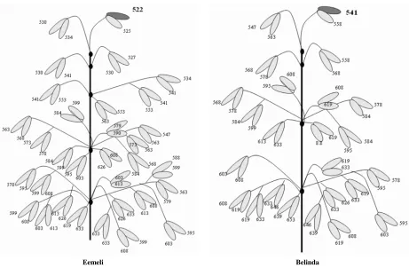 Figure 1. Schematic presentation of oat panicle and required growing degree days (ºCd, from sowing, base temperature 5˚C) for floret pollination in different panicle positions of cultivars Eemeli and Belinda