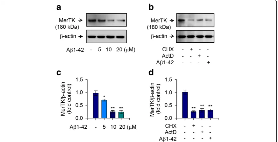 Fig. 1 MerTK expression in human THP-1 macrophages is decreased by treatment with Aβ1-42
