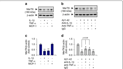 Fig. 5 Sulforaphane decreased intracellular Catreated samples;quantitated by ELISA. Values are expressed as means ± SEM of at least six independent experiments measured in duplicates