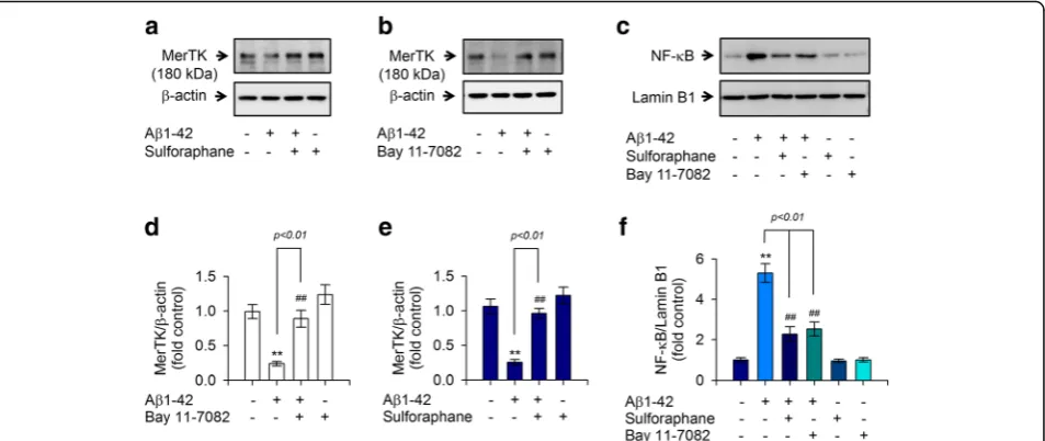 Fig. 7 MerTK silencing using siRNA decreased anti-inflammatory activities of sulforaphane against AValues are expressed as means ± SEM of at least three independent experiments measured in duplicates