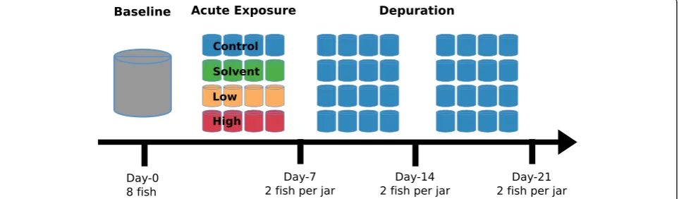 Figure 1 Experimental design of triclosan exposure experiment. Fathead minnows were exposed to low (100 ng L−1) or high (1,000 ng L−1)levels of triclosan, solvent (methanol), or control (no extra chemicals) solutions for 7 days