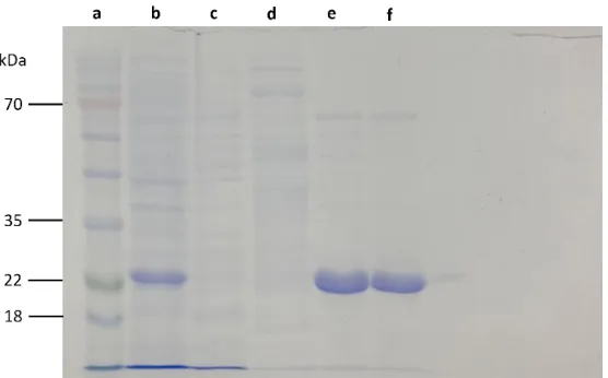 Figure 1: SDS-Page of PA1225. Protein purification of PA1225 visualized on a 12% polyacrylamide gel
