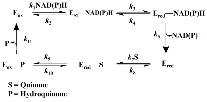 Figure 4: Steady-state kinetics of PA1225 follows Ping-Pong Bi Bi mechanism.  