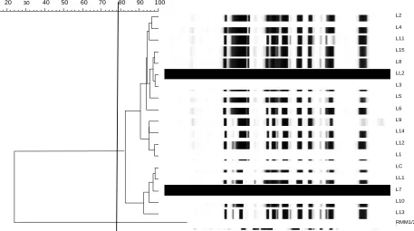 Figure 2. Dendrogram drawn by UPGMA of correlation value of normalized REP-PCR patterns from lactococci obtained 