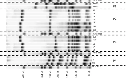 Figure 4. PFGE patterns of several lactococci DNA digested with Smastrains from re-seeded model milk; NCTC 8325: size standard