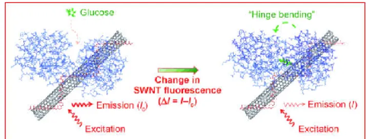 Fig.  4.  Glucose-binding  protein  covalently  conjugated  to  a  fluorescent  SWNT  is  shown  to  act  as  an  optical  switch