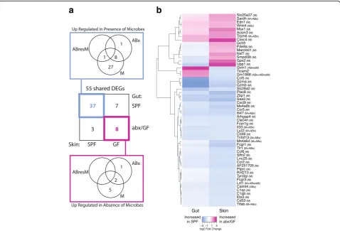 Fig. 5 Heatmap showing log2 fold change of the 55 DEGs shared between the gut andskin datasets, with parenthesis next to gene names indicating whether these genes were differentially regulated in the gut in response to microbialwere differentially regulate