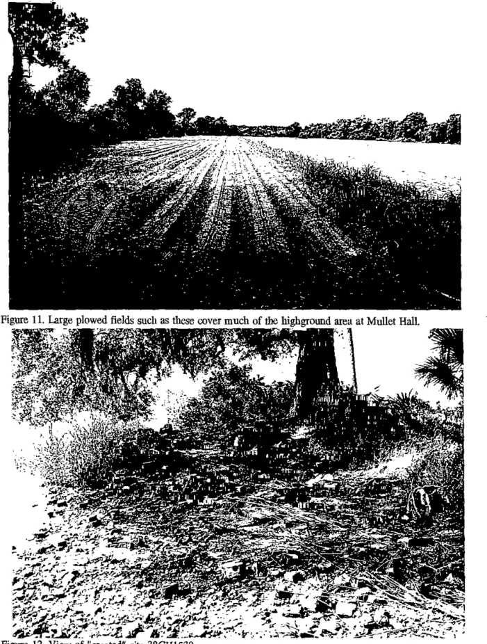 Figure  11.  U!rge  plowed fields  such as  these cover much of the  highground  area at Mullet  Hall 