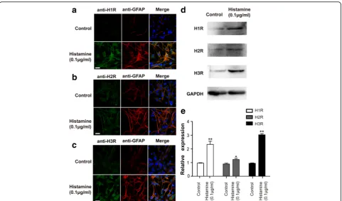 Fig. 3 Upregulation of H1R, H2R, and H3R expression in primary cultured astrocytes by histamine