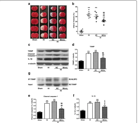 Fig. 6 miR-17-5p mimic attenuated infarction, downregulated TXNIP expression, NLRP3 inflammasome activation and IL-1assay bands for interaction between NLRP3 and TXNIP