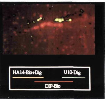 Figure 3.8. FISH mapping of the PI clone, DP2, using the methods described in figure 3.7