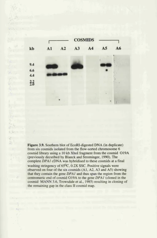 Figure 3.9. Southern blot of EcoRI-digested DNA (in duplicate) 