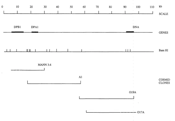 Figure 3.10. Map of the class II region of the MHC between the genes and DNA showing position of the cosmid Al in relation to the previously described cosmids MANN 3.6 (Trowsdale et al., 1985), 019A and 017A (Blanck and Strominger, 1990).