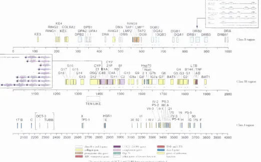 Figure 1.1. Map of the human major histocompatibility complex, located on chromosome 6p21.3