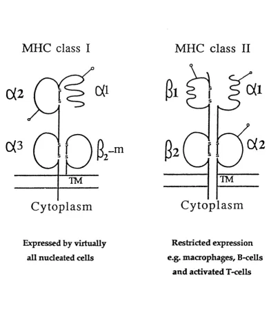 Figure 1.2. Schematic illustration of the structure of class I and class II molecules