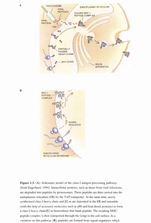 Figure 1.5. (A). Schematic model of the class I antigen processing pathway 