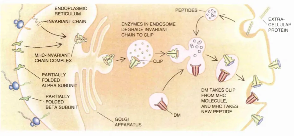 Figure 1.6. Schematic model of the class II antigen processing pathway (from Engelhard, 1994)