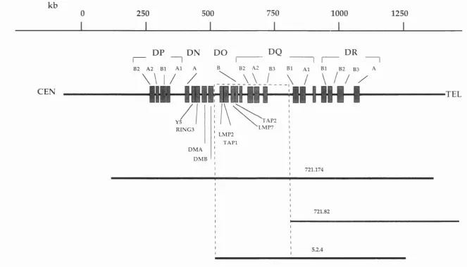 Figure 3.2. Class II region of the human MHC showing deletion mutants spanning the area