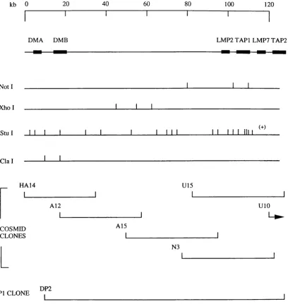 Figure 3.4. Map of the MHC class II region between the genes DMB and LMP2. The map shows the position of cosmids and a PI clone isolated, in this study, from the cosmid library constructed from YAC 11.2 (N3), the flow sorted chromosome 6  cosmid library (A