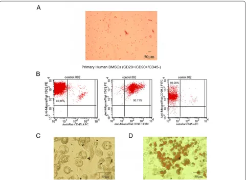 Figure 2 Effect of BMSCs on the proliferation and invasion of osteosarcoma cells. (A)for 72 h, and the percentage of osteosarcoma cell invasion was examined under a microscope