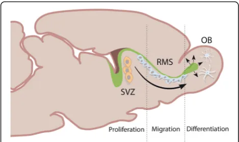 Fig. 4 Neurogenesis in the subventricular zone (SVZ). Sagittal sectionthrough the rodent brain, illustrating how NSCs generated in the SVZmigrate via the rostral migratory stream (RMS0 to the olfactory bulb(OB))