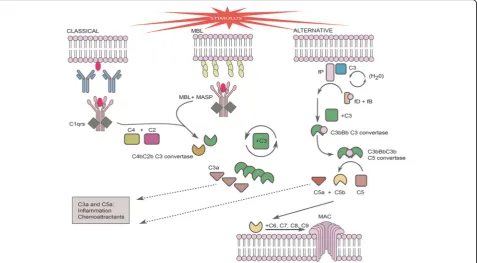 Fig. 1 Schematic illustration of the complement cascade. The three activation pathways, the classical, alternative and lectin (MBL) pathways, areall included