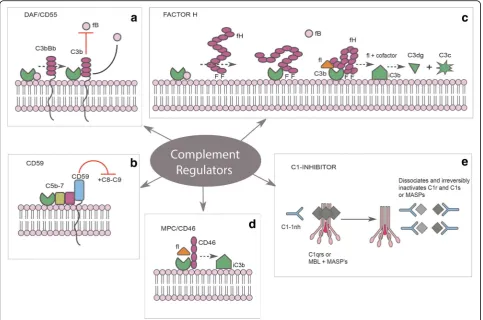Fig. 2 Illustration of the different mechanisms regulating the complement cascade.mannose-binding lectin-associated serine proteases (MASPs), which irreversibly prevents reformation of the classical and MBL pathways initiating complexes.Adapted from Mather