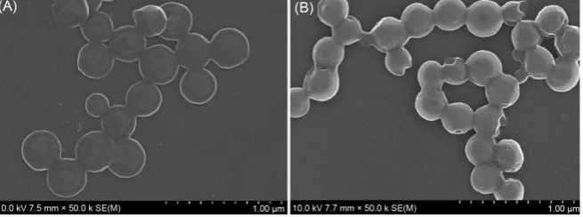 Figure 5. SEM of P4VP50-b-PBLG20, (a) 0.75 ul/s (b) 0.5 ul/s. 