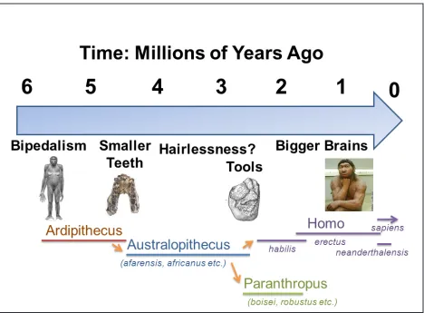 Figure 1.  This timeline shows a rough outline of some hominin adaptations that may be associated with fire