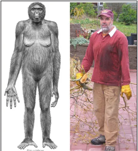 Figure 2.  On the left is Matternes’ interpretation of a 4.4 million year old female Ardipithecus adapted from Lovejoy et al