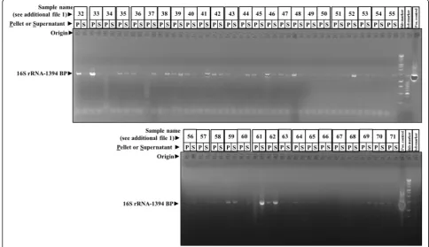 Fig. 1 Abundance of bacterial DNA in pancreatic cyst fluid. A series of pancreatic cyst fluids (patient characteristics can be found by linkingsample name to the patient information provided through additional Table 1) were exposed to bead beating and cent