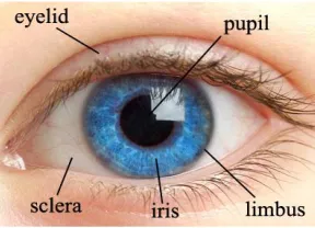 Fig. 1 The human eye  