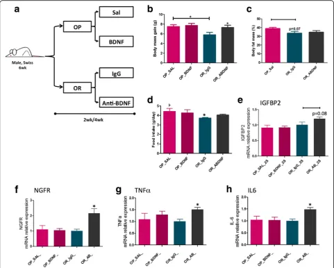 Fig. 9 Modulating BDNF in obese-prone and obese-resistant mice. Schematic representation of the protocol employed to modulate BDNF inantibody against BDNF, BDNF brain-derived neurotrophic factor, IGFBP2 insulin-like growth factor-binding protein 2, IL6 int