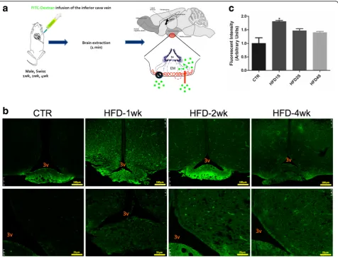 Fig. 2 Evaluation of median eminence blood-brain barrier integrity.the microscope were employed (laser 488, wavelength = 405, %laser = 20%, gain = 1015, offset =using an ImageJ software and presented as relative to control