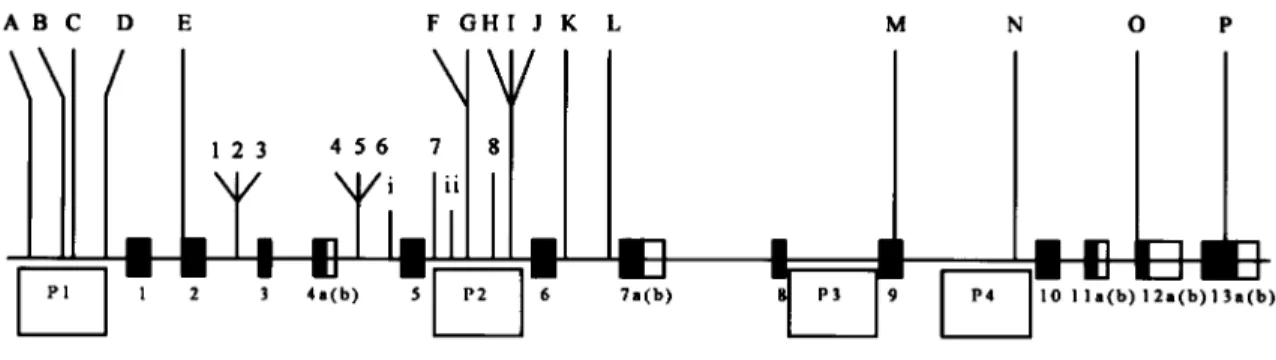 Figure 1 Adapted from figure 1 of Williams et al. (2004). Blackened boxes 1–13 represent the coding regions of dysbindin; adjacent unblackened boxes represent alternative splicing sites