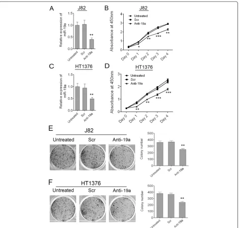 Figure 3 Attenuated expression of miR-19a in bladder cancer cells can inhibit cell growth and colony formation