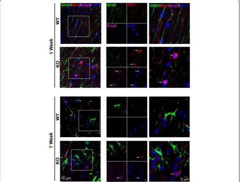 Fig. 6 Brain uptake and cellular localization of D-Cy5 in WT and Mecp2-null mice. Dendrimer labeled with Cy5 (D-Cy5; magenta) was taken intomicroglia (Iba1, red) in the pre-symptomatic period (1 week of age) and in the symptomatic period (7 weeks of age)