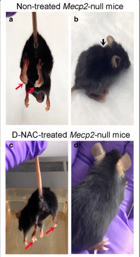 Fig. 7 The physical appearance of Mecp2-null mice was improved byD-NAC therapy. Non-treated Mecp2-null mice were emaciated and hadsevere paw clenching, hunched posture, and poor eye conditions (a,b)