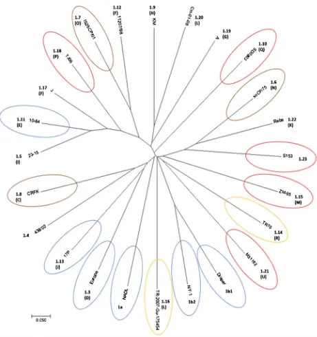 Figure 2. Phylogenetic tree based on the 5’-UTR comparison, suggesting a taxonomic position of the BVDV-1 strains in the genus Pestivirus