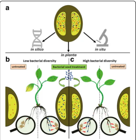 Fig. 2. The seed microbiome of all three cultivars of oil-