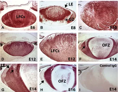 Fig. 8. Immunocytochemical examination of spatio-temporal pattern of Mdm2 expression during chick lens development