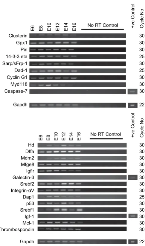 Fig. 4. Western blotting results for Axl and Mcl-1 in the mouse lens. (A) Axl expressionis observed at all stages examined at approximately 80 kDa