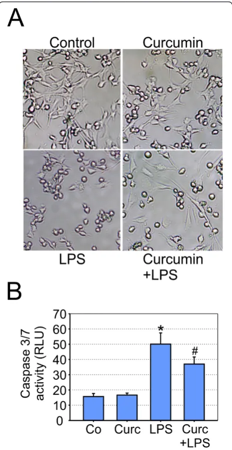 Figure 5 Curcumin reduces microglial neurotoxicity on100 ng/ml LPS-treated BV-2 cells