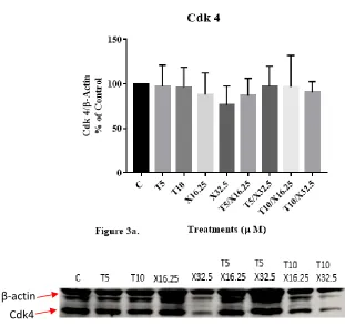 Figure 3. Western Blot Analysis 