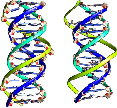 Fig. 2. (Left) Hydrogen Bonding Pattern of G*C-G Triplet with R-Type of Bonding Pattern; the Third Base Guanine Binds G-C Base Pair by Forming R-Type of H-Bonds