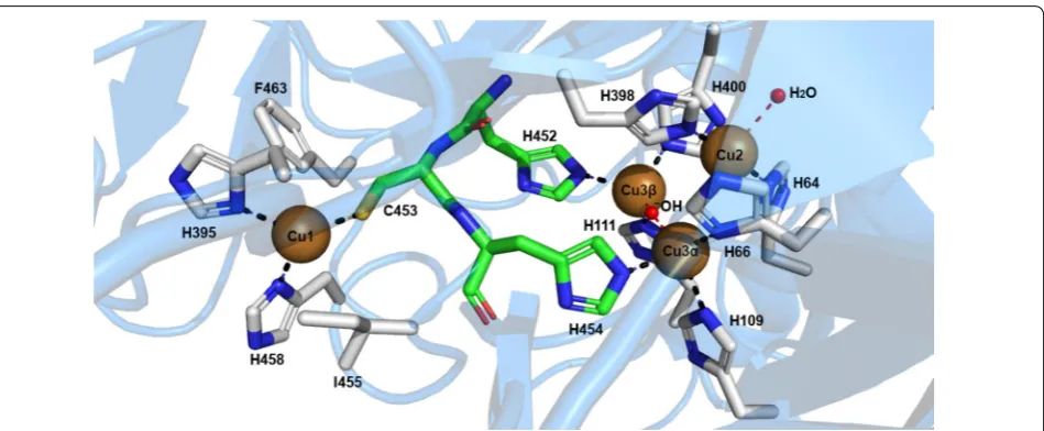 Fig. 4 Representation of the different amino acids of the catalytic site that coordinates the catalytic coppers in Trametes versicolor laccase (PDB 1KYA)
