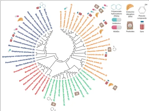 Fig. 2 Phylogenetic tree constructed with some of the different organism sources of laccases, as well as some of their applications in bioremediation