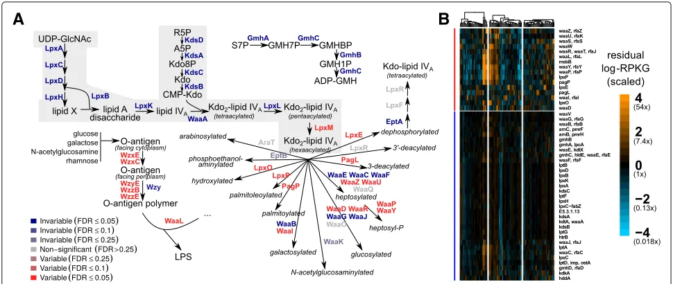 Fig. 5 Central Kdo and lipid A biosynthesis is invariable, but many genes involved in covalent modifications to LPS are variable